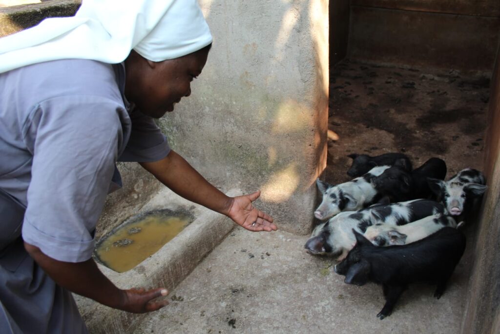 REARING PIGS