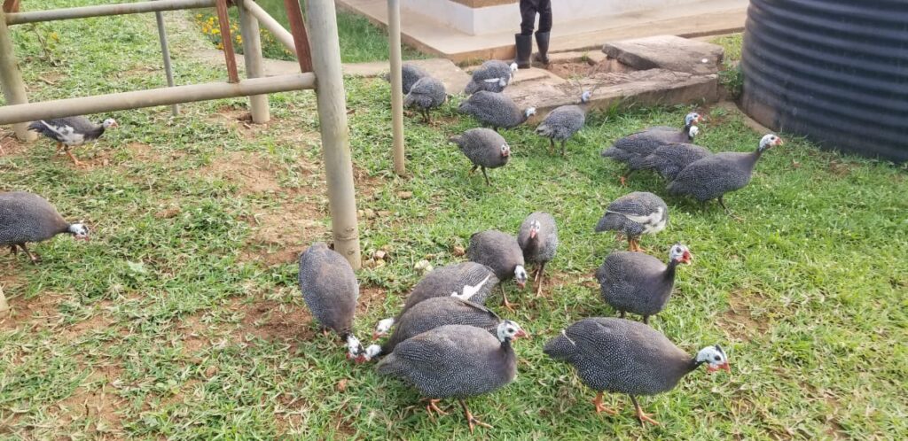 GUINEA FOWLS REARING